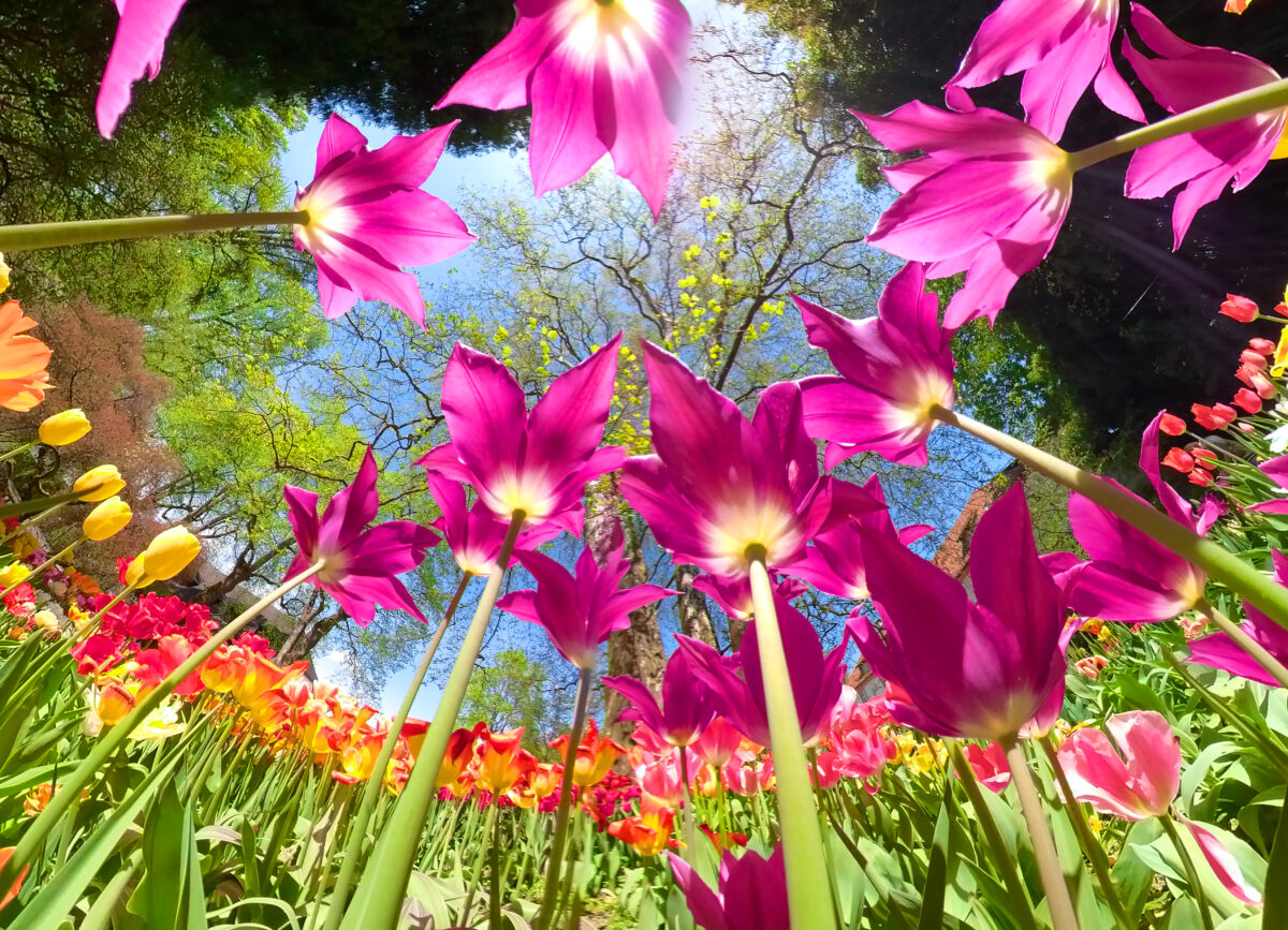 Isola di Mainau_Tulipani @Insel Mainau GmbH_Achim Mende Isola di Mainau_Tulipani @Insel Mainau GmbH_Achim Mende