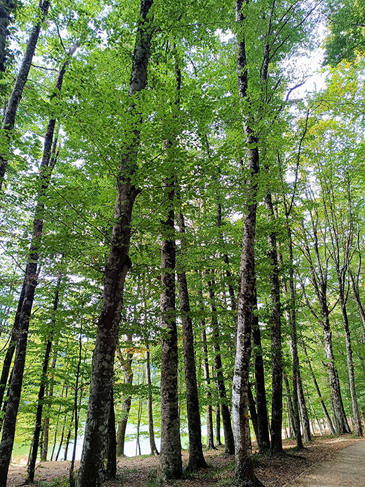 Foresta Umbra ©beautytudine Foresta Umbra ©beautytudine