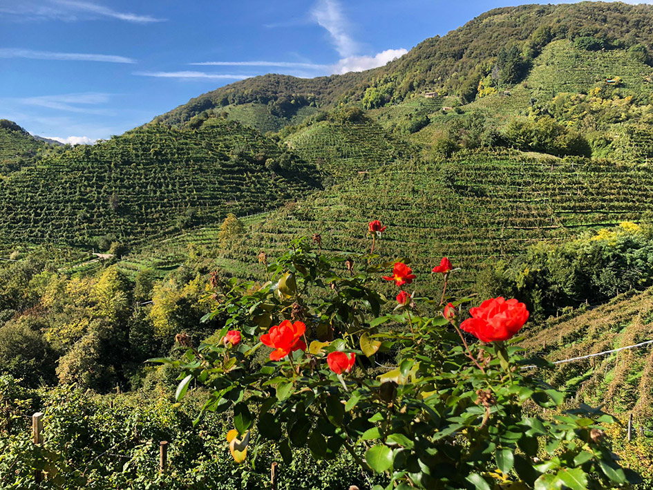 FOLLADOR &copy;beautytudine