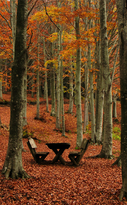 Foresta del Teso - Montagna Pistoiese ©Toscana Promozione Turistica Foresta del Teso - Montagna Pistoiese ©Toscana Promozione Turistica