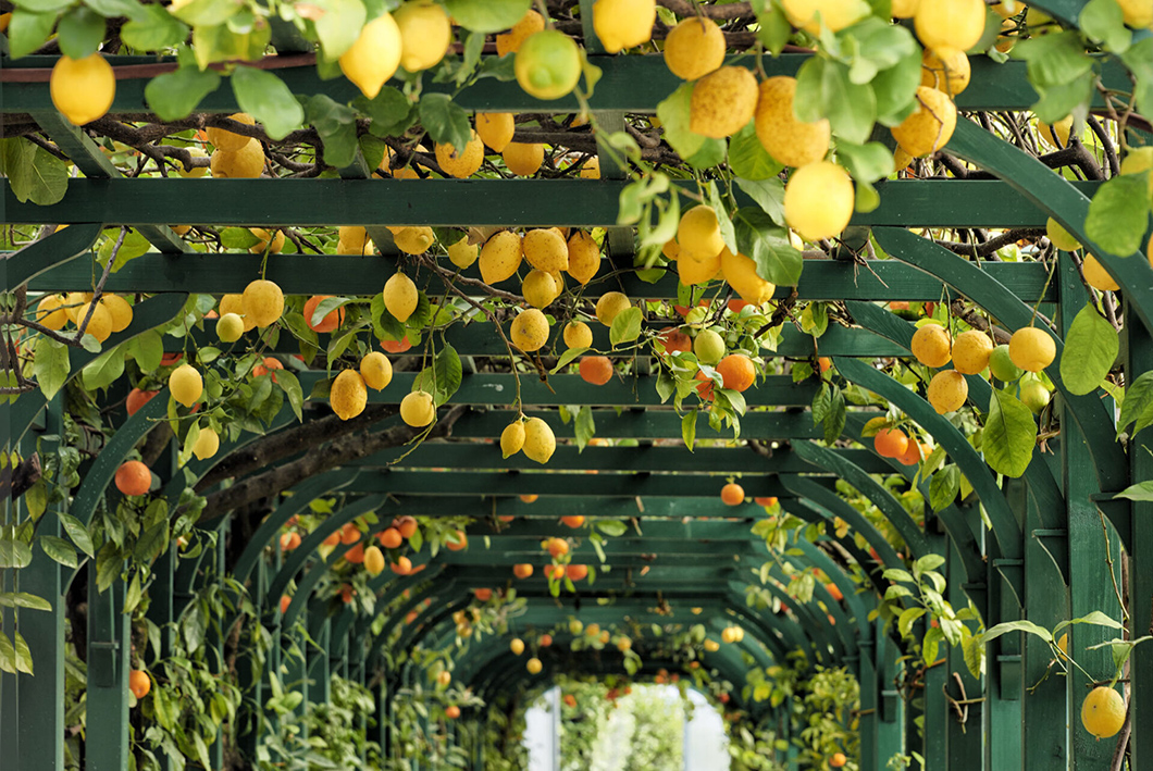 Villa Carlotta Stagione 2026 10