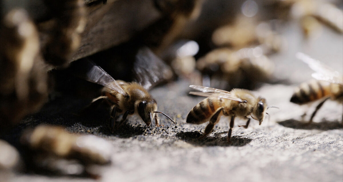 BEES_VISUAL_2023