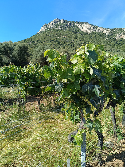 CLOS COLUMBO _20260521_165147