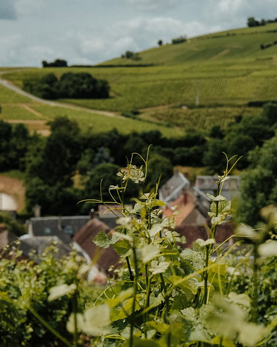 Maison des Sancerre 1 Maison des Sancerre 1