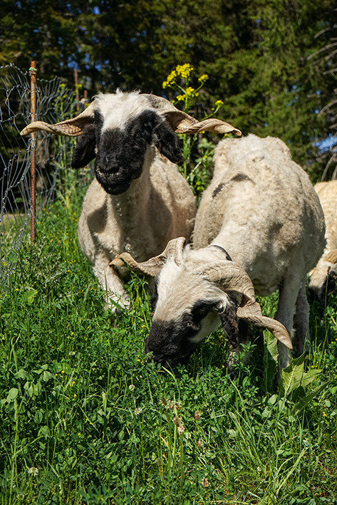 Six Senses Crans-Montana_Black Nose Sheep (2)