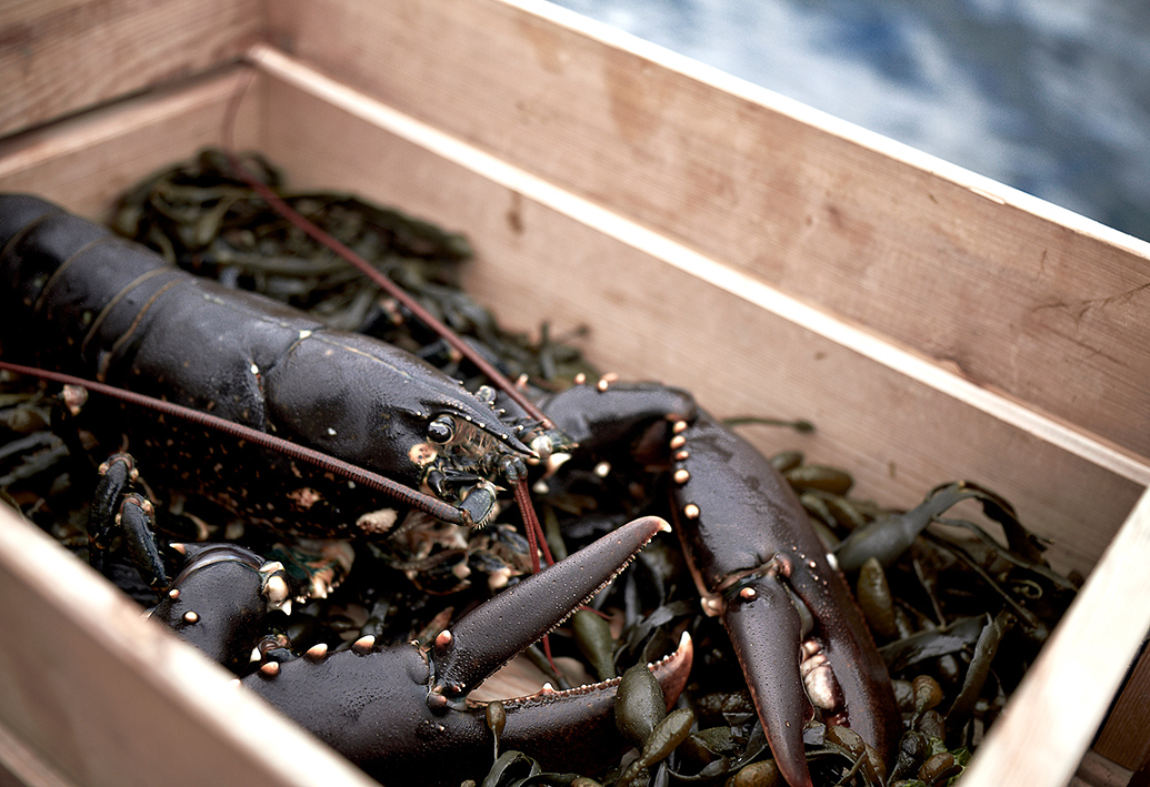Astici appena pescati. Bohuslän ©Jonas Ingman Astici appena pescati. Bohuslän ©Jonas Ingman