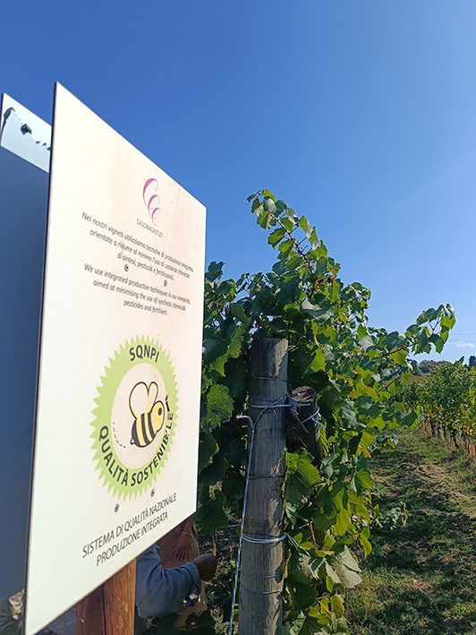 Vigna Cascina Castl&egrave;t  &copy;beautytudine
