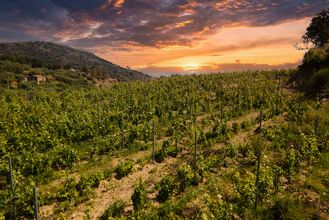 Lenzo Winery 1