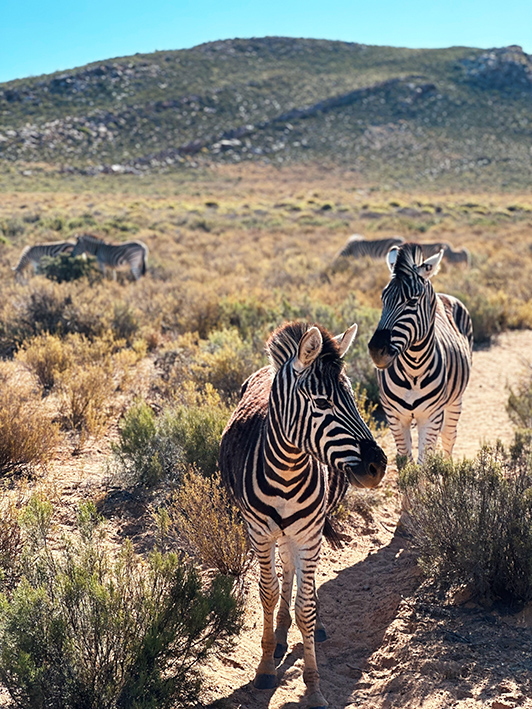Samara Karoo Reserve Samara Karoo Reserve